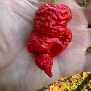 Death Spiral x Primotalii - Seeds - The Pepper Pantry (Formerly Marie Sharp's)